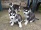 Siberian Husky Puppies for sale in New York, NY, USA. price: $510