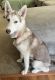 Siberian Husky Puppies for sale in Mason, OH, USA. price: $500