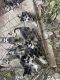 Siberian Husky Puppies for sale in Benton, TN 37307, USA. price: $350