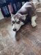 Siberian Husky Puppies for sale in Tiffin, OH 44883, USA. price: NA