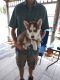 Siberian Husky Puppies for sale in Knowlesville, NY 14479, USA. price: NA