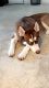 Siberian Husky Puppies for sale in State College, PA, USA. price: $1,100