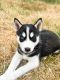 Siberian Husky Puppies for sale in SeaTac, WA, USA. price: NA