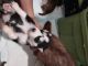 Siberian Husky Puppies for sale in Passaic, NJ, USA. price: NA