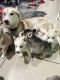 Siberian Husky Puppies for sale in Newark, NJ 07112, USA. price: $1,000
