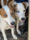 Siberian Husky Puppies for sale in Coarsegold, CA 93614, USA. price: $25