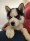 Siberian Husky Puppies for sale in Dayton, OH, USA. price: $40,000