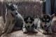 Siberian Husky Puppies for sale in La Harpe, IL 61450, USA. price: NA