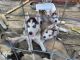 Siberian Husky Puppies for sale in Camdenton, MO 65020, USA. price: $295