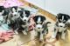 Siberian Husky Puppies for sale in New York, NY, USA. price: $540