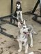 Siberian Husky Puppies for sale in 2400 Admiral Baker Rd, San Diego, CA 92120, USA. price: NA