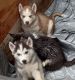 Siberian Husky Puppies for sale in Sandy, UT, USA. price: $700