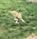 Siberian Husky Puppies for sale in Wyoming, MI, USA. price: $375