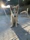 Siberian Husky Puppies for sale in Pomona, CA, USA. price: $200