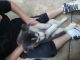 Siberian Husky Puppies for sale in Pittsburg, CA 94565, USA. price: NA