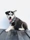 Siberian Husky Puppies for sale in Princess Anne, MD 21853, USA. price: $650