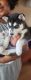 Siberian Husky Puppies for sale in Ammon, ID, USA. price: $700