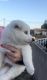 Siberian Husky Puppies for sale in Whittier, CA, USA. price: $2,000