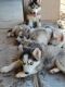 Siberian Husky Puppies for sale in Phoenix, AZ, USA. price: NA