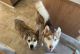 Siberian Husky Puppies for sale in 6204 E Amity Ave, Nampa, ID 83687, USA. price: $300
