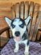 Siberian Husky Puppies for sale in Richmond Dale, OH, USA. price: $250