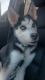 Siberian Husky Puppies for sale in Rochester, NY, USA. price: $850