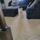 Siberian Husky Puppies for sale in Colorado Springs, CO 80925, USA. price: $500
