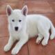 Siberian Husky Puppies for sale in Webster, FL 33597, USA. price: $300