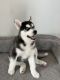 Siberian Husky Puppies for sale in Buffalo Grove, IL, USA. price: $500
