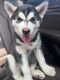 Siberian Husky Puppies for sale in Levittown, NY, USA. price: $1,000
