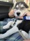 Siberian Husky Puppies for sale in Murrieta, CA 92563, USA. price: NA