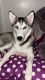 Siberian Husky Puppies for sale in Bronx, NY, USA. price: $500
