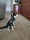 Siberian Husky Puppies for sale in 1412 Planz Rd, Bakersfield, CA 93304, USA. price: $50