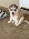 Siberian Husky Puppies for sale in Phoenix, AZ, USA. price: $500