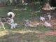Siberian Husky Puppies for sale in 3020 Karen Ln, Marietta, GA 30062, USA. price: $400