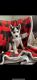 Siberian Husky Puppies for sale in Salesville, OH 43778, USA. price: $500