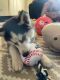 Siberian Husky Puppies for sale in San Leandro, CA 94577, USA. price: $400