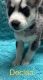 Siberian Husky Puppies for sale in 3338 W Southern Ave, Indianapolis, IN 46241, USA. price: $500