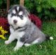 Siberian Husky Puppies for sale in 6607 Cove Creek Dr, Billings, MT 59106, USA. price: $650