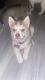 Siberian Husky Puppies for sale in Peoria, AZ 85345, USA. price: $600