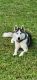 Siberian Husky Puppies for sale in Southwest Ranches, FL, USA. price: $1,500