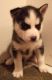 Siberian Husky Puppies for sale in Cedar Hill, MO 63016, USA. price: $700