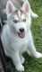 Siberian Husky Puppies for sale in West Newton, PA 15089, USA. price: $850
