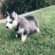 Siberian Husky Puppies for sale in Los Angeles, CA, USA. price: $700