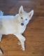 Siberian Husky Puppies for sale in Wake Forest, NC 27587, USA. price: $125