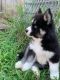 Siberian Husky Puppies for sale in Hampton, VA, USA. price: $1,000