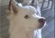Siberian Husky Puppies for sale in Kissimmee, FL, USA. price: $250