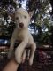 Siberian Husky Puppies for sale in 202 S Terrace Dr, Florence, SC 29506, USA. price: $300