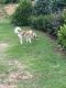 Siberian Husky Puppies