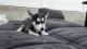 Siberian Husky Puppies for sale in Bayonne, NJ, USA. price: $700